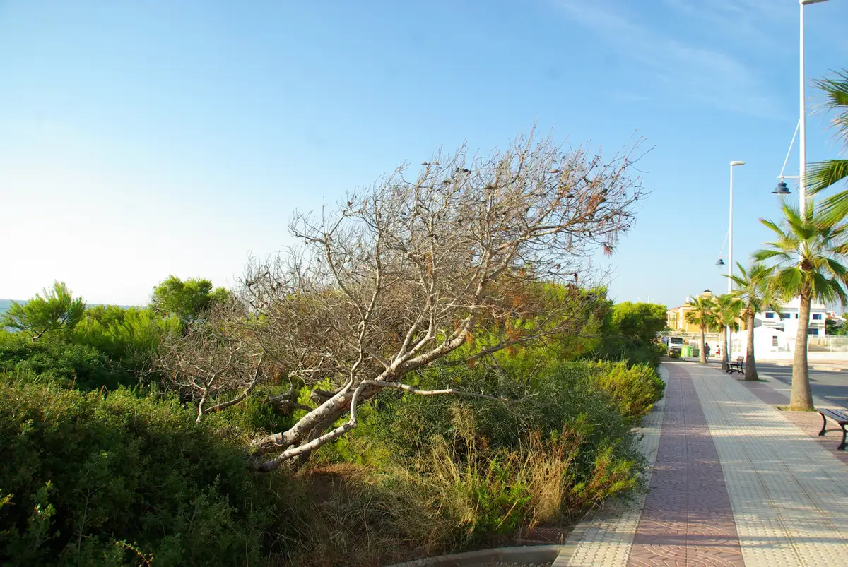 Promenade du bord de mer d'Alcossebre, à quelques mètres des appartements ApartiaBeach